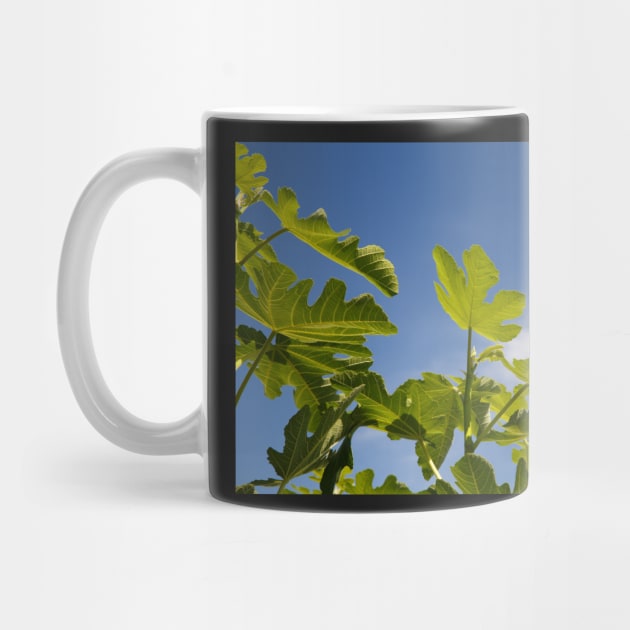 Fig Leaves by rhintl